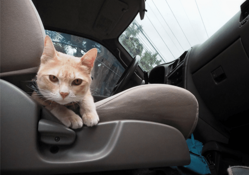 Dicas para viajar de carro com seu gato