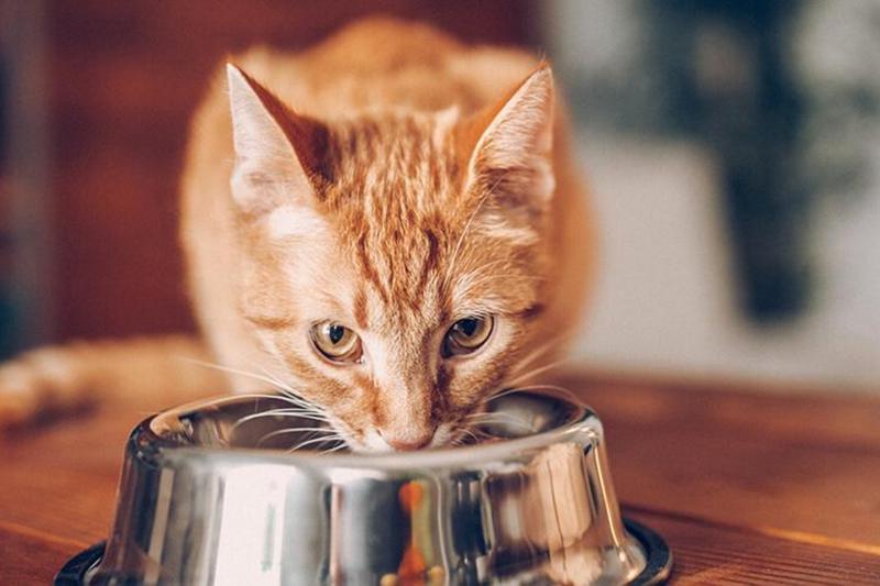 Gato é carnívoro ou onívoro?