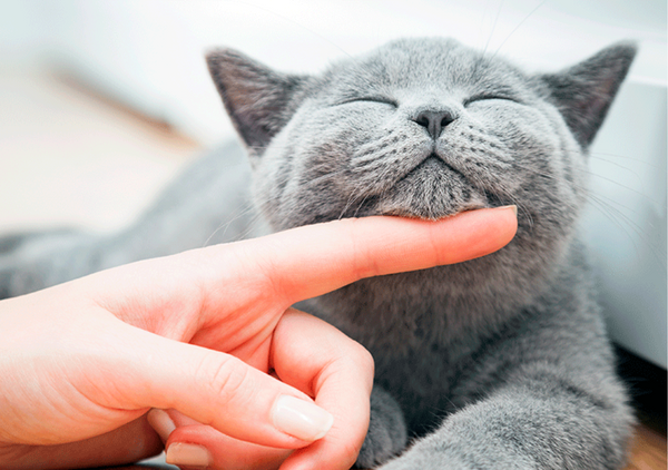 As vantagens de ter um gato como animal de estimação