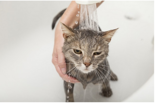 Como dar banho em gato que não gosta de água?