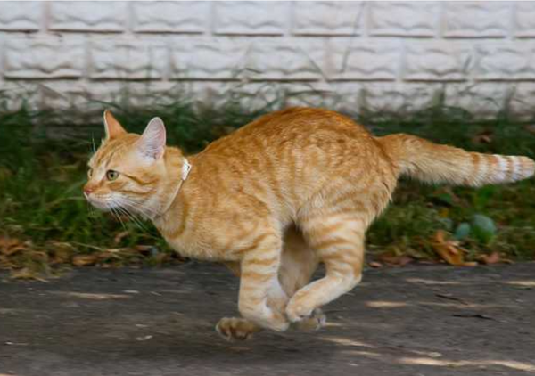 Qual a velocidade dos felinos? Descubra a velocidade do seu gato!