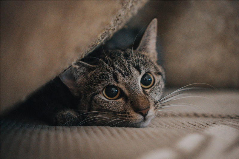 Como acalmar gato com medo de fogos?