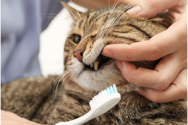 Como limpar os dentes do meu gato?