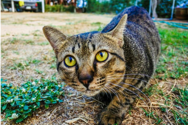 Quanto tempo um gato vive?