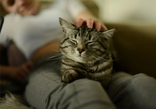 Onde não fazer carinho no gato?