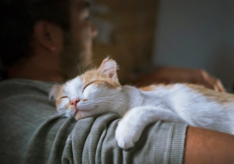 Por que os gatos dormem em cima da gente?