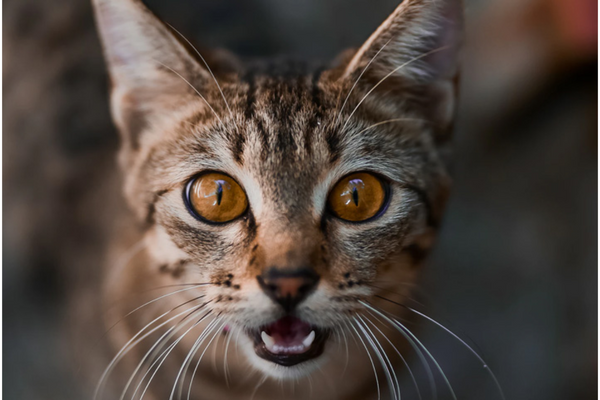 Gato tem medo de pepino?