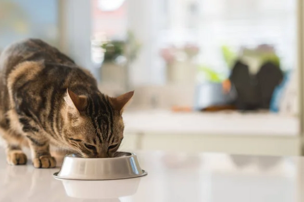 Gato pode comer banana com aveia?