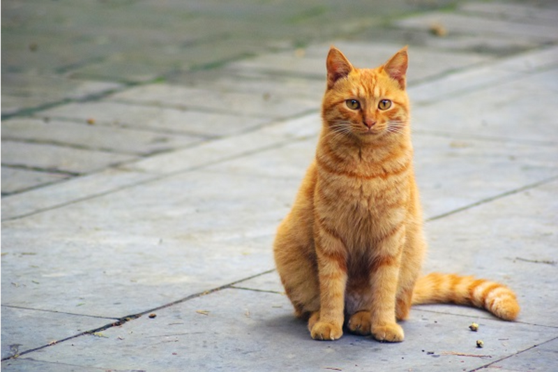 Quantos dias um gato pode ficar desaparecido?