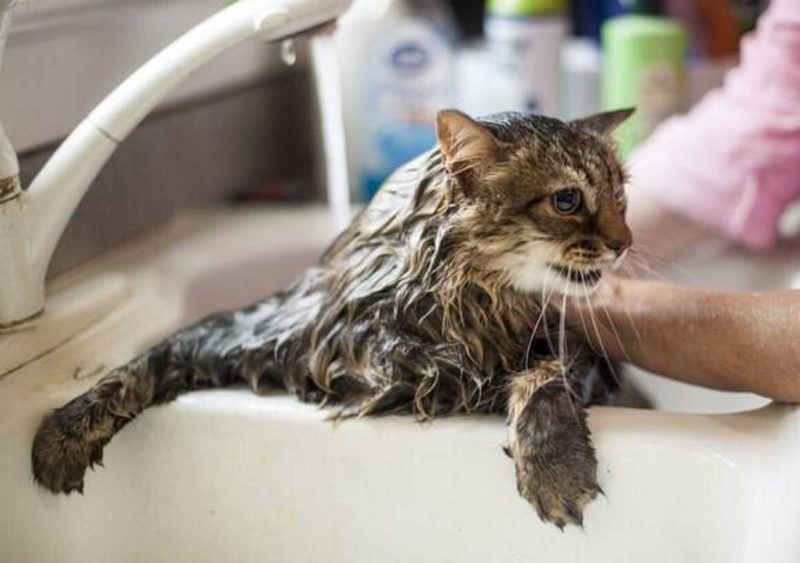 Pode dar banho no gato?