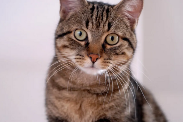 Gato pode comer clara de ovo?