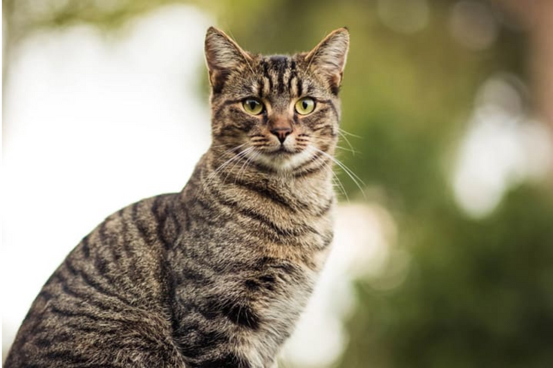 O que é gato híbrido?