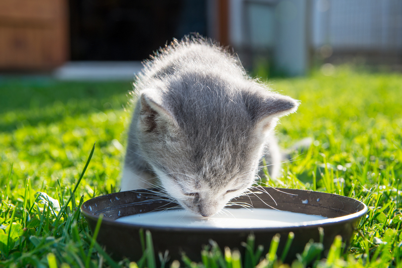 Gatos têm intolerância à lactose?