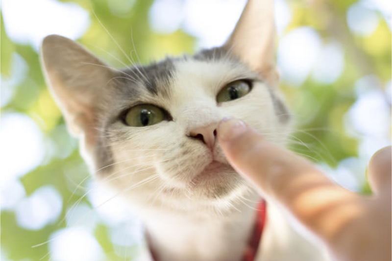 Como é o oufato dos gatos?