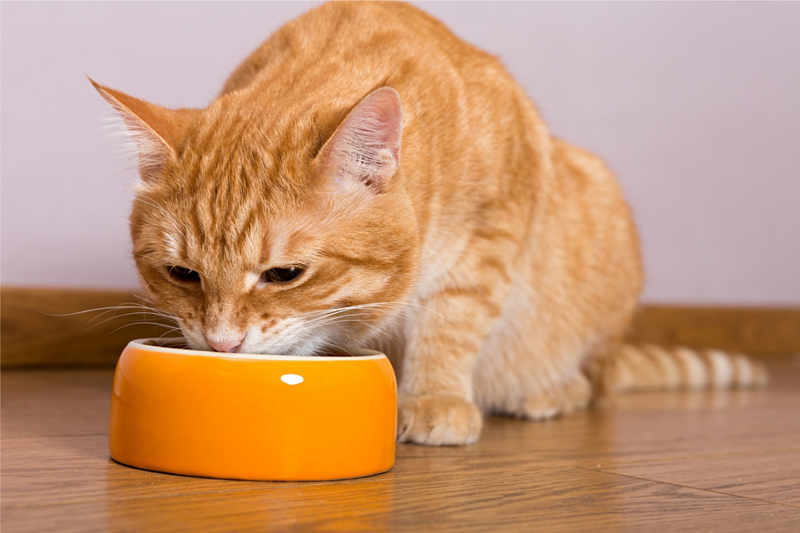 Gato pode comer gelatina?