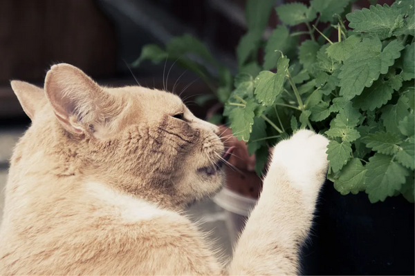 Gato pode comer hortelã?