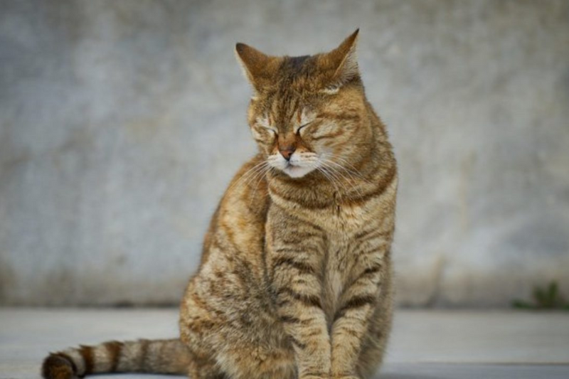 Quem é o gato mais velho do mundo?