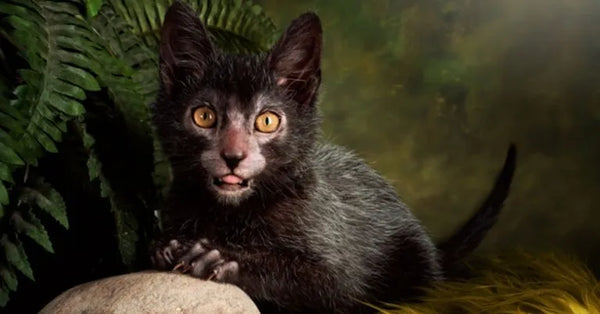 Conheça o Fascinante Gato Lykoi: O Gato Lobo