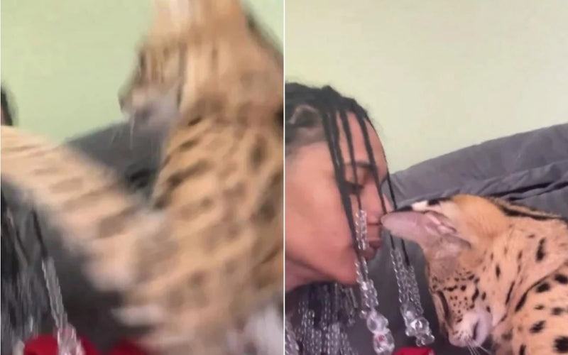 Arranhão de gato de estimação de Oruam se torna viral gato avaliado em mais de 120 mil